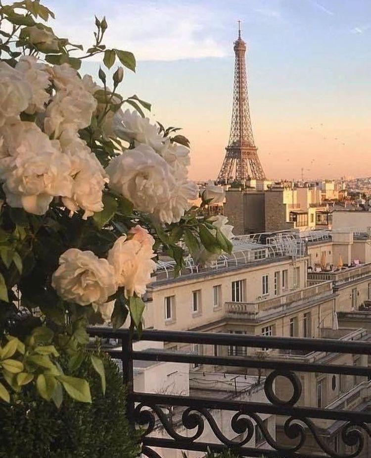 Cette image représente une photo de Paris. Elle a été prise en hauteur depuis un balcon. On peut y voir à gauche un magnifique bouquet de roses blanches, en second plan les toits de Paris et en arrière plan une vue de la Tour Eiffel
